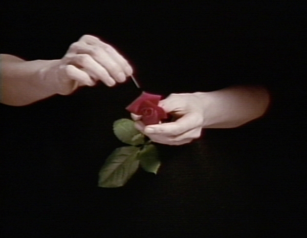 出光真子《Still Life》1993–2000年 ミクストメディア 東京都写真美術館