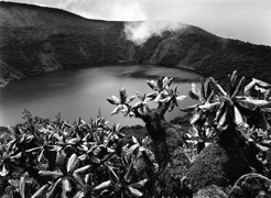 ヴィルンガ国立公園ビソケ火山のクレーター湖。手前の植物はジャイアントセネシオ、ルワンダとコンゴ民主共和国の国境地域、2004年