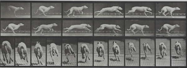エドワード・マイブリッジ《犬。駆ける白い競走犬、マギー》〈アニマル・ロコモーション〉より 1887年