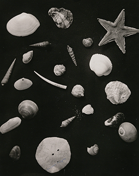 恩地孝四郎〈博物志〉より 1938-42年 ゼラチン・シルバー・プリント 東京都写真美術館蔵 恩地孝四郎〈博物志〉より 1938-42年 ゼラチン・シルバー・プリント 東京都写真美術館蔵