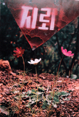 Cosmos flowers bloom in              the mine field